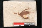Foto (Detailansicht) von Actin sp. (NHMW-GEO-2024-0188-11480)